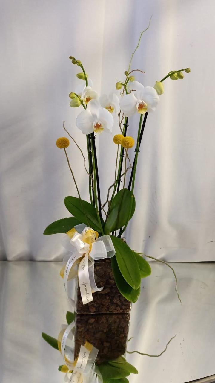 Orquídea 14